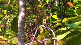 Bulbul, Striped-throated - Pycnonotus finlaysoni