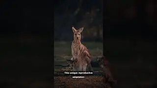 Kangaroos Strange Reproduction Method.