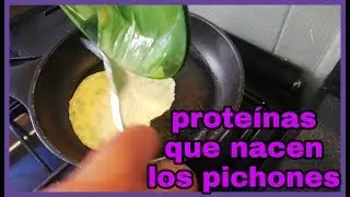 Proteína que nacen los pichones