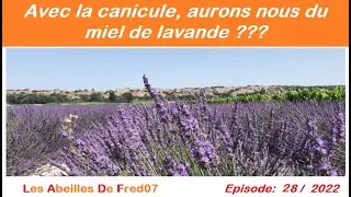 Avec la canicule, aurons nous du miel de lavande ??? #apiculteur #abeille #apiculture