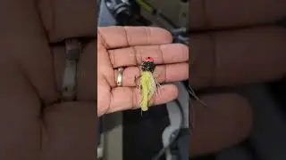 Are Crappie Bites Safe For The Environment On Hooked Up Fishing