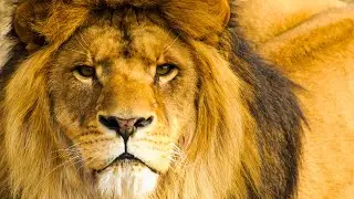 African Lions LIVE 24/7 🦁 Real Safari Sounds | Nature TV for Cats & Humans (No Music)