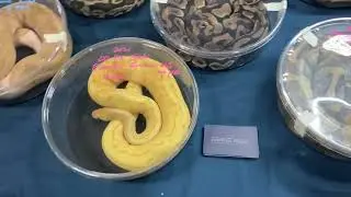 East coast reptile super expo! Compilation