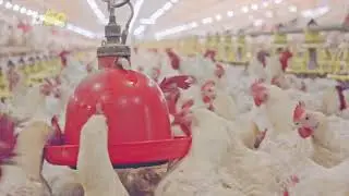 &rsquo;Free-Range,&rsquo; &lsquo;Cage-Free,&rsquo; &lsquo;Pasture-Raised,&rsquo; Here&rsquo;s What Those Confusing Labels Really Mean