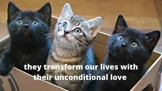 Support with pet loss, bereavement and grief