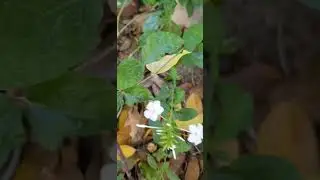 Плюмбаго Свинчатка / Plumbago Bleiwurz