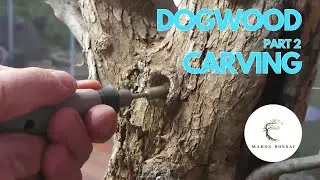 Refining Bonsai Deadwood with Carving: Dogwood Yamadori