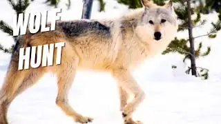 The Wolf&rsquo;s World: Strength, Intelligence & Hunting