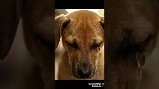 &ldquo;Is Puppy Ne Sabka Dil Jeet Liya 😢❤️&rdquo; #music #sad #happy #feelies