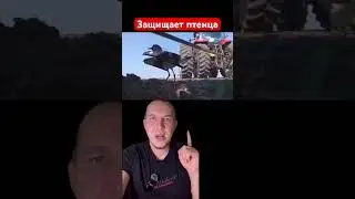 Птица защищает своего птенца от трактора