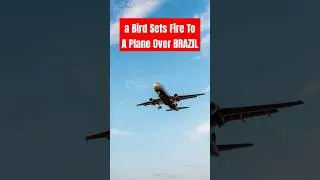 a Bird Sets Fire To A Plane Over Brazil 😱😱😱