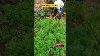 Growing Carrots at Home organically#organicfarming#organicvegetables#horticulture#carrotfarming