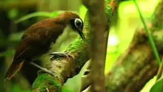 Bicolored antbird (Gymnopithys bicolor)