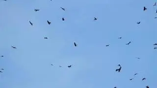 Chinese Goshawk Kettle, Radar Hill
