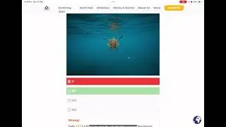 Turtle quiz