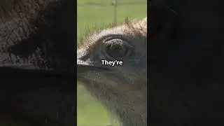 Ostrich Facts You Didn&rsquo;t Know!