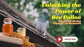 Boost Your Racing Pigeons Performance | Bee Pollen