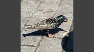 Urban Chirps