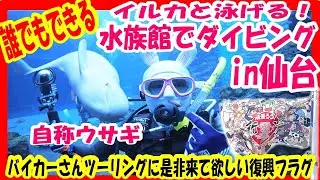 【#水族館　#ダイビング　#イルカ】水族館でイルカと一緒にダイビング！水族館の大水槽にうさぎが泳ぐ？！