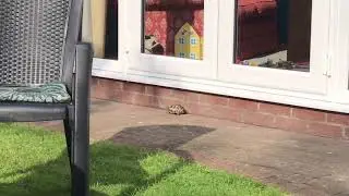 Ted the Tortoise has got such a hard life #tedtime #tedthetortoise #tortoise #horsefield #pets
