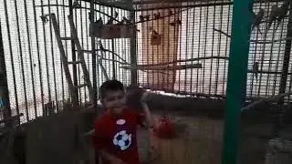 Parrot farm israel. Ферма попугаев. Израиль. Разведение попугаев какаду, жако, волнистый попугай, ка