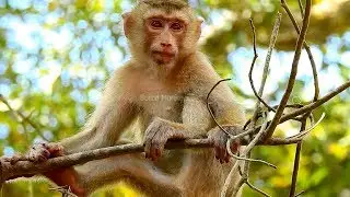 Update Poor small pigtail monkey Rose very sad stay alone miss Anita&Amber,Rose grow big&healthy