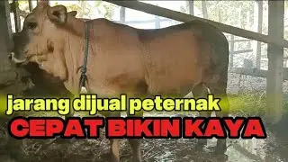 SAPI YANG CEPAT BIKIN KAYA..