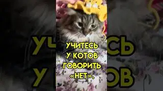 🐈Про границы. Версия котов. #котыпсихолога