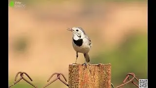White Wagtail | Nature Web