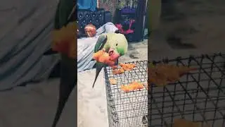 parrot eating carrot