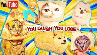 Funny Cats 😹 And Dogs 🐶 Videos #3 | Try Not To Laugh Challenge | Funny Baby And Pet