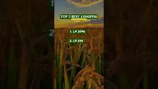TOP 5 BEST LONGPING HYBRID RICE SEEDS | #longping #LpRiceSeeds #agriculture #riceseeds #hybridrice