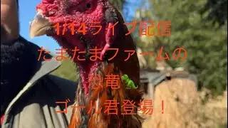 1/14玉卵ファーム88ライブ配信「大軍鶏ゴール君」