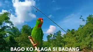 na miss ku talaga ito pangati ng kusi, kulasisi sa probensiya subrang ilap na..#lastyearpaitovideo