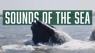 Cal Poly Student Researchers Surprised by Humpback Whales