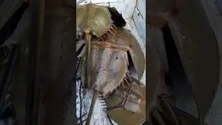 Borneo Marine Life - Research of Horseshoe Crab #3