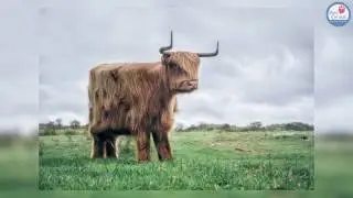 Real Minecraft Animals - Pets Central