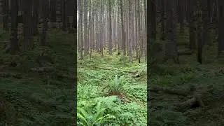 Calming sounds of the PNW and Cascade range