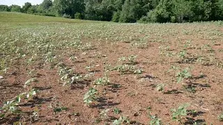 Whitetail Institute Powerplant 1 Month Growth Update