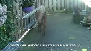 DogSupport training. Creatief eten geven
