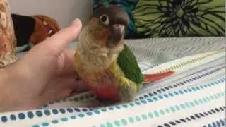 An Example of the Cuddliness of Green-Cheeked Conures