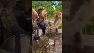 Crazy Monkey tests his patience 😁 🤭 🤣 #shorts