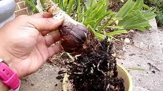 Planting An Amayllis/Hippeastrum Bulb Outdoors
