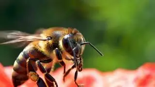 A Bee&rsquo;s World in Ultra Close-Up | Nature Macro Footage