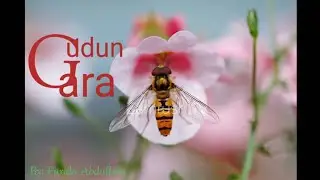 GUDUN GARA....9
