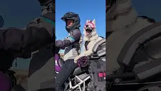 WhimsyCam &ndash; The Ultimate Dog Camera #pov #shepherd