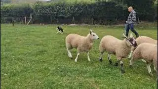 Max 6 Months Lot 127 Farmers Marts On Line August Sale 