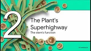 The World of Living - Parts of Plants - Class 6 - Science