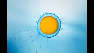 Optimal Sperm Timing: New Study Links Ejaculation Timing to IVF Success