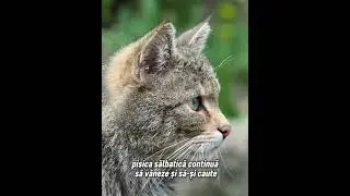 Cum arată pisica sălbatică? Trăiește și &icirc;n Rom&acirc;nia dar puțini oameni au avut ocazia să o vadă.
